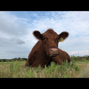 Meet your Posher, Joeli